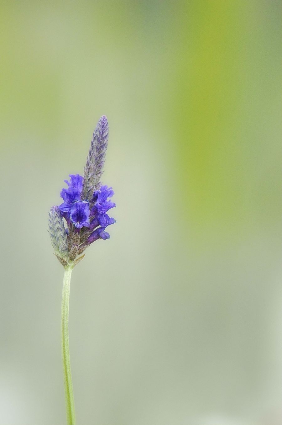 薰衣草