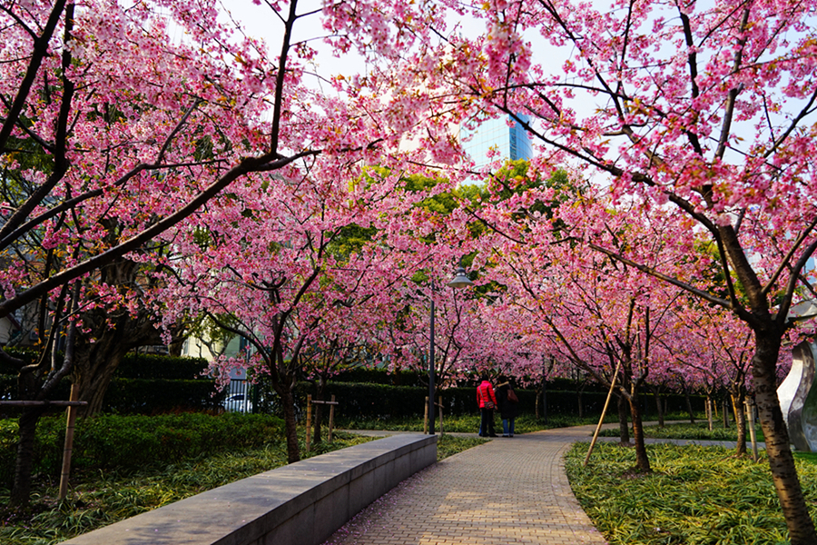 春花