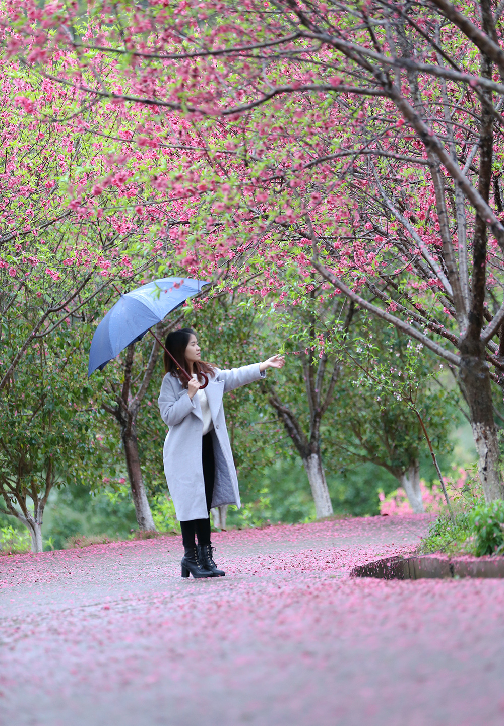 雨中拍杏花