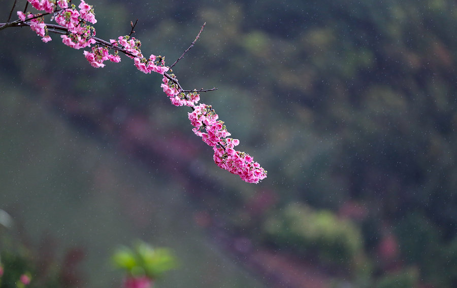 雨中拍杏花