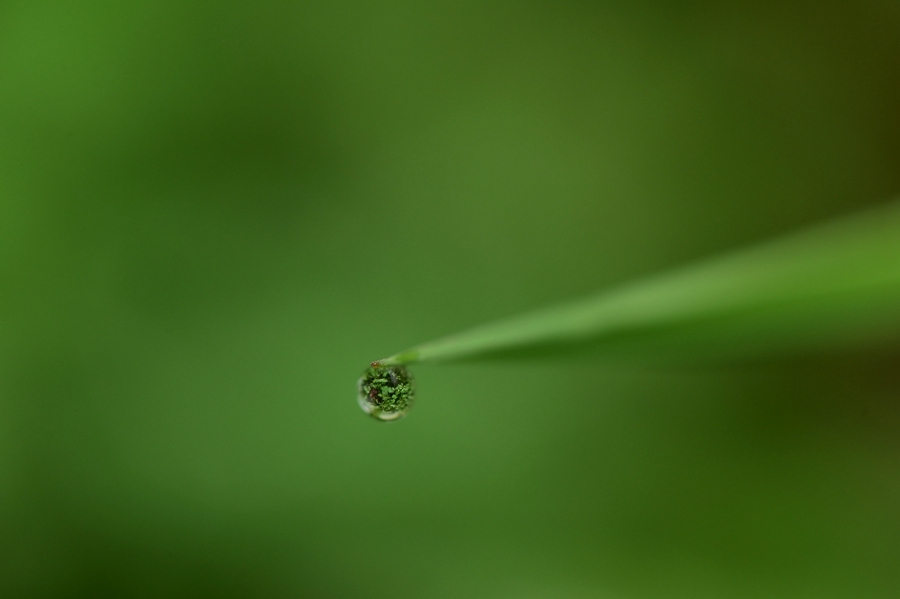 草丛中的雨滴