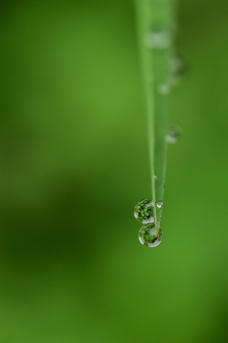 草丛中的雨滴