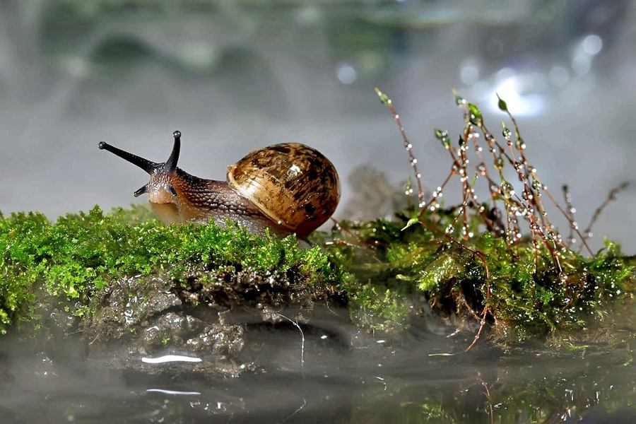 【蜗牛的春天摄影图片】生态摄影