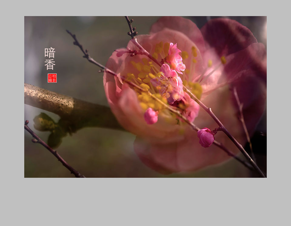 暗香疏影