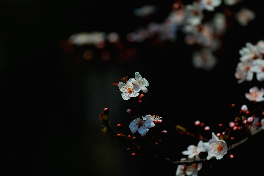 银杏花