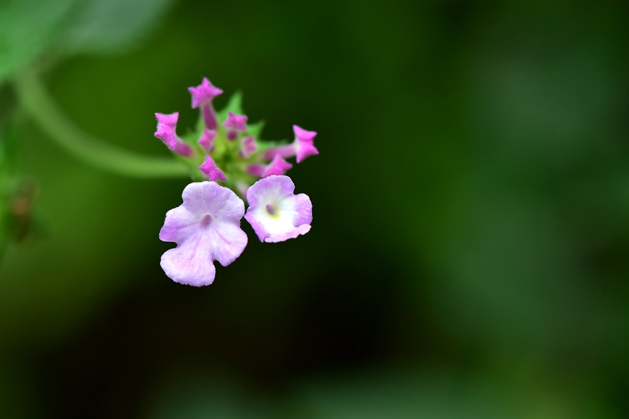 微距小花