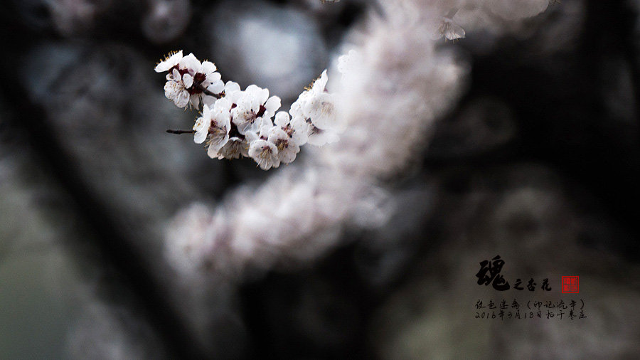 花魂之杏花