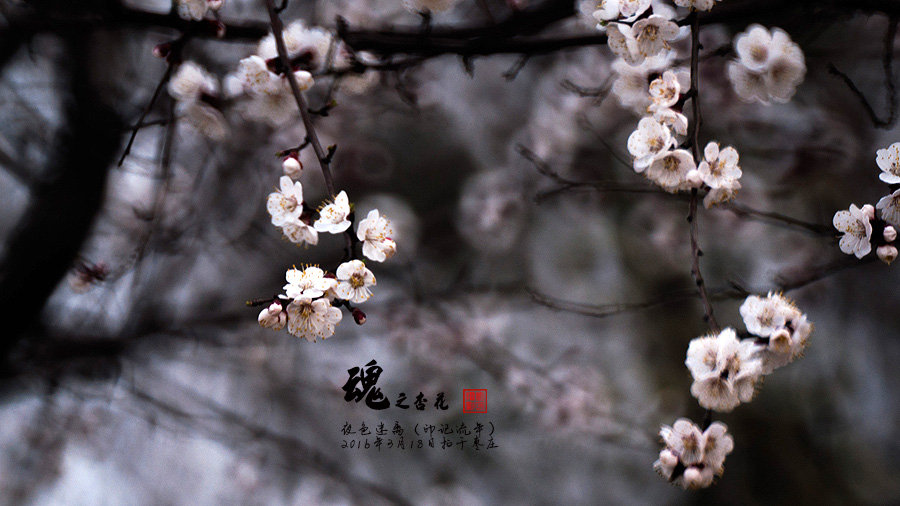 花魂之杏花
