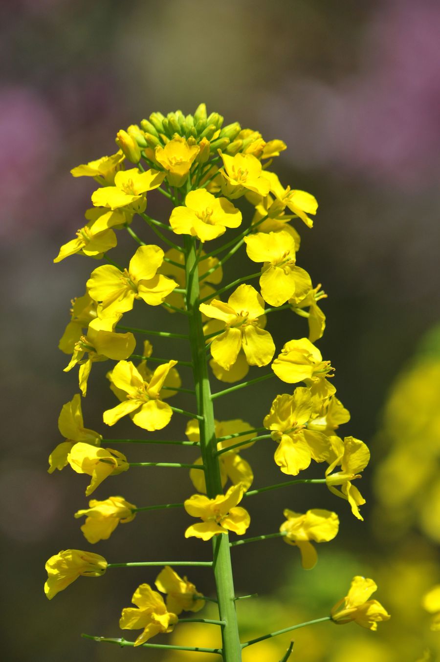 油菜花黄也迷人