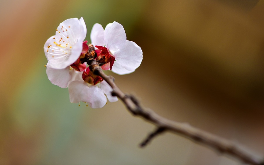 白梅花