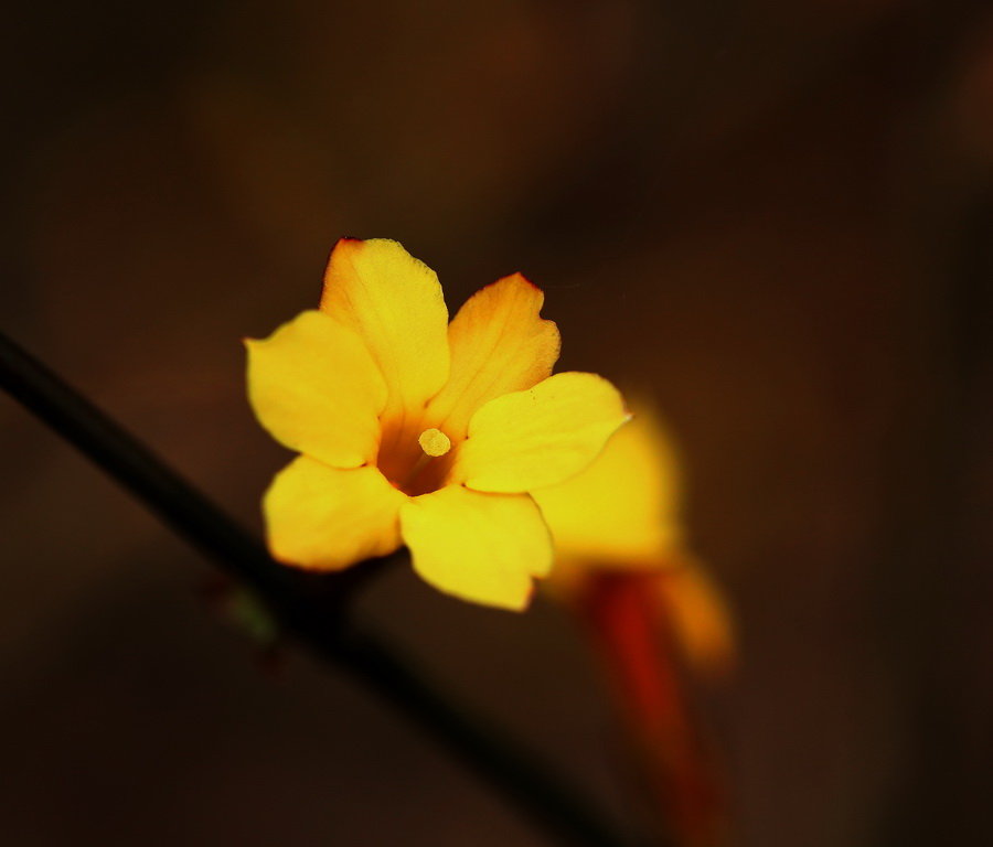 迎春花