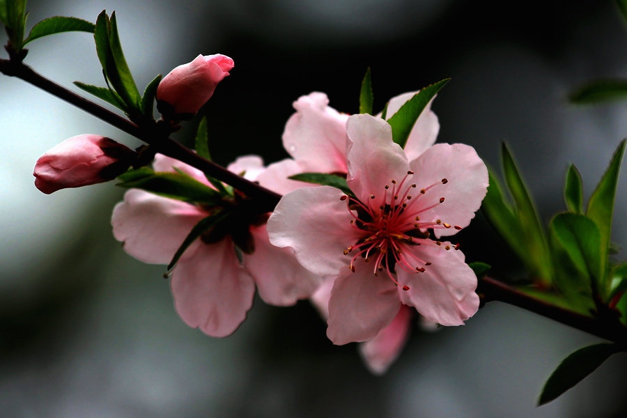 桃花