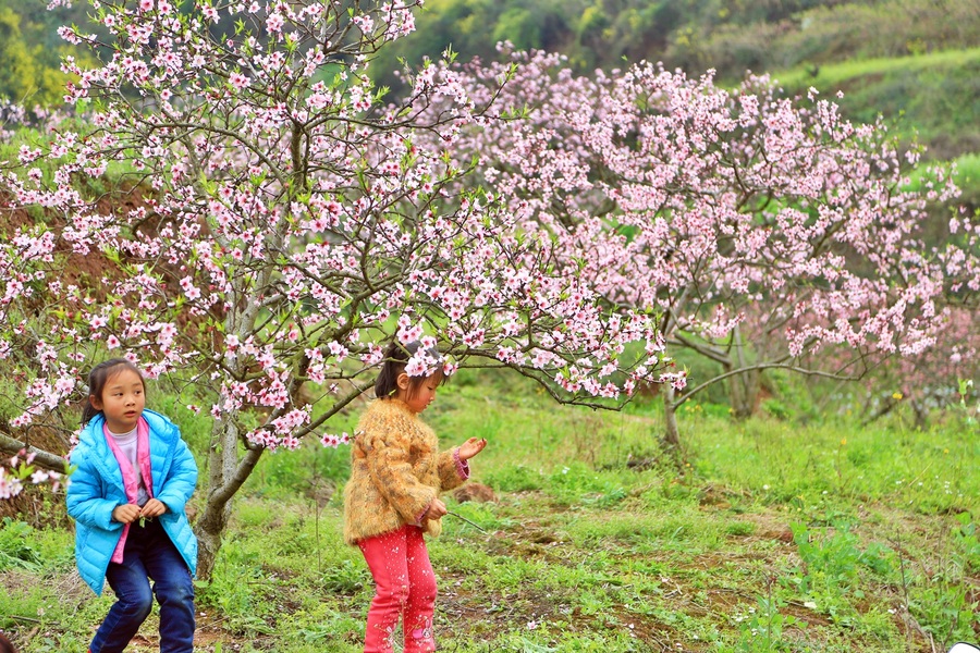 【春光明媚.,.人面桃花摄影图片】风光旅游摄影