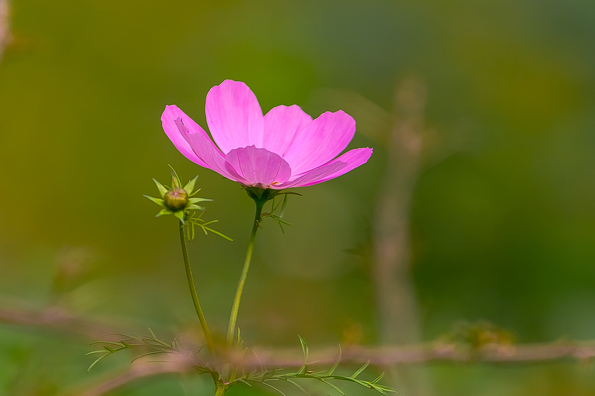 格桑花