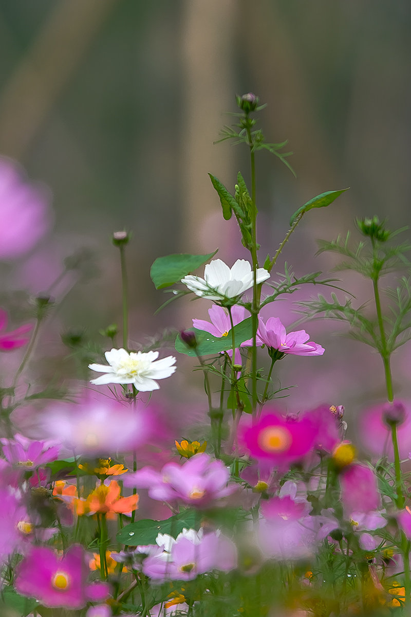 格桑花