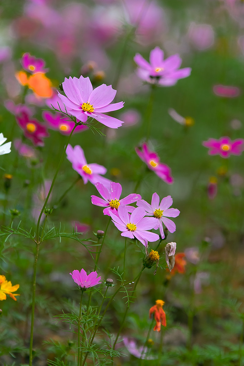 格桑花