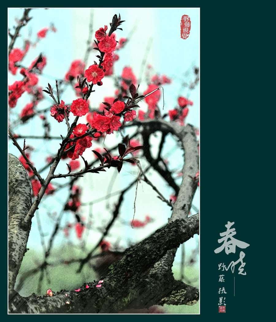 【春晓摄影图片】公园生态摄影_太平洋电脑网摄影部落