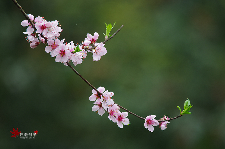 桃花盛开