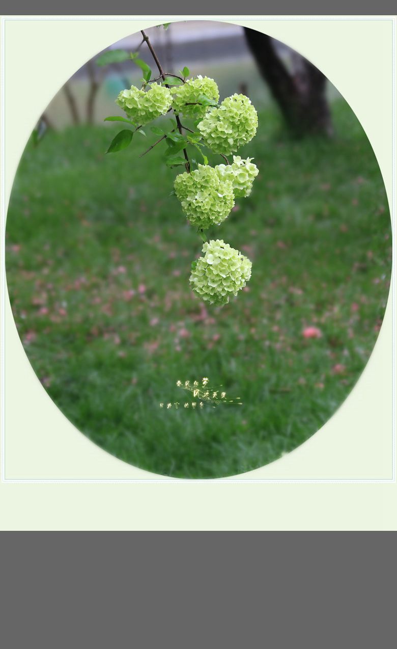 希望之花:绣球花