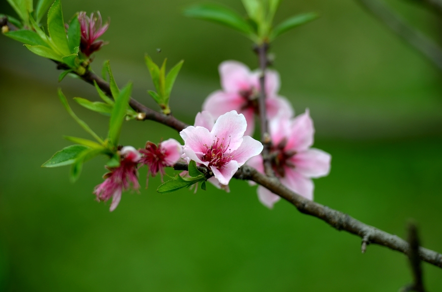桃花盛开的季节
