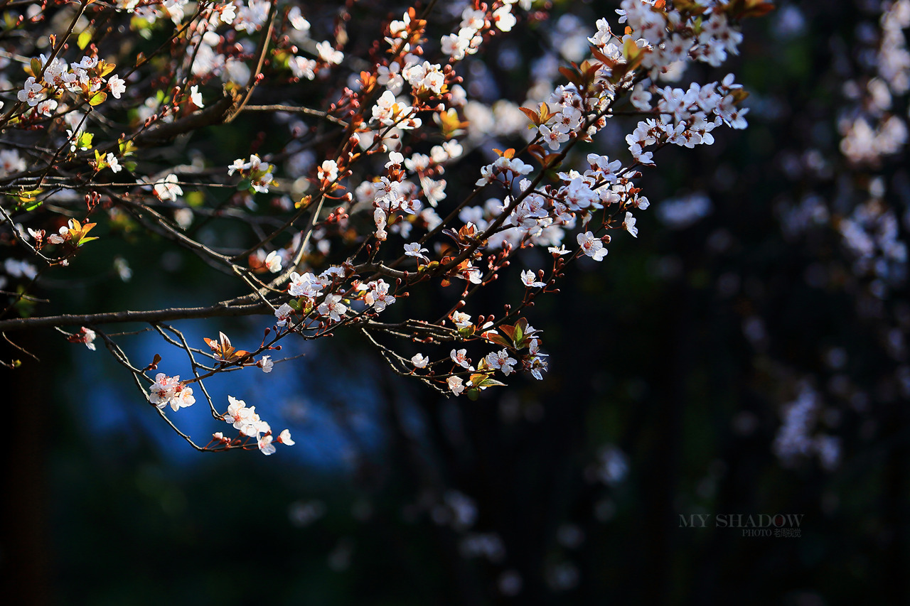 阳春三月赏花时