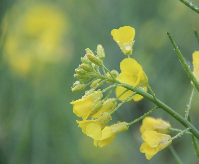 雨中的油菜花