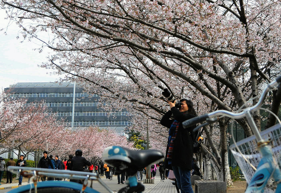 同济大学拍樱花