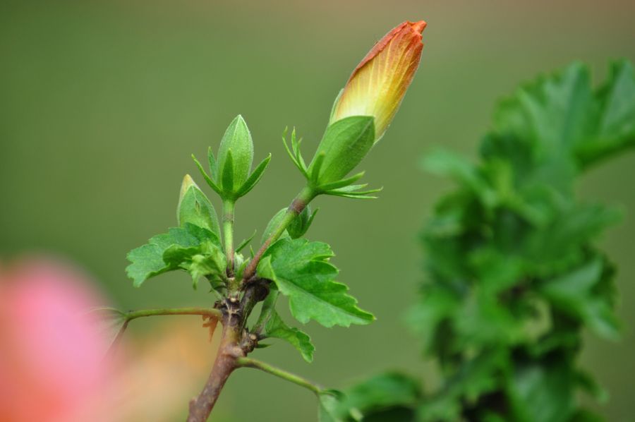 扶桑花中国名花