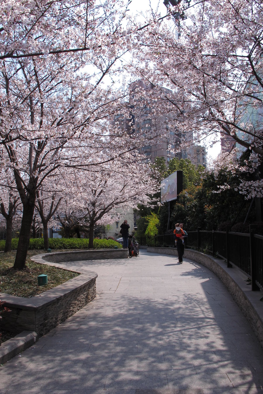 街心花园观樱花