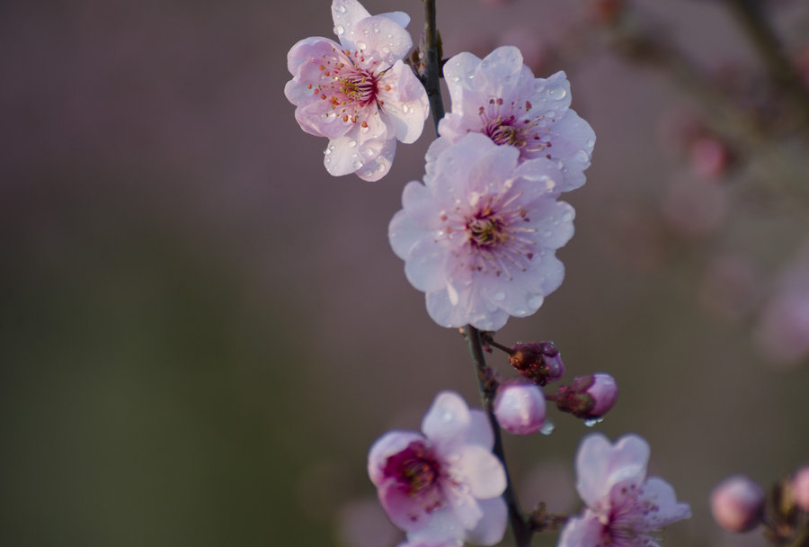 又是一年桃花开