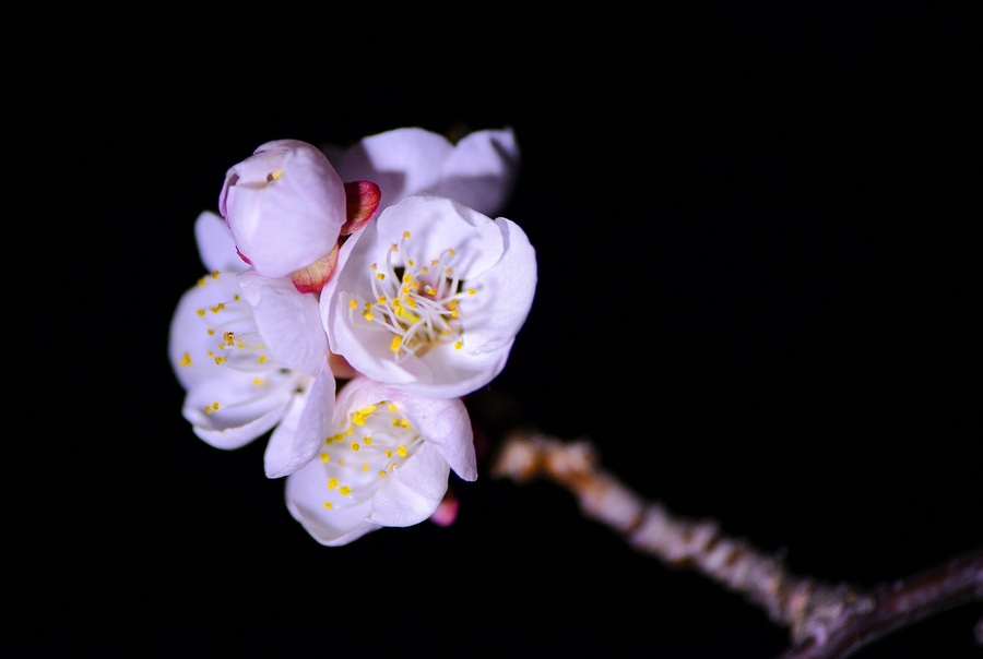 夜拍梅花