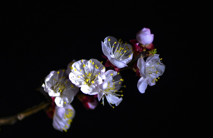 夜拍梅花