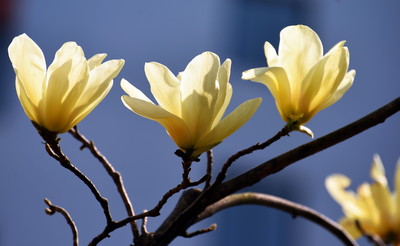 松下lx5 收藏 分享  今年开春以来,拍了不少玉兰花,就是没有见到黄