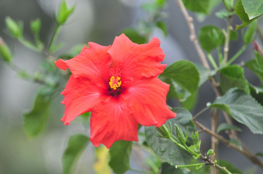中国名花扶桑(|)