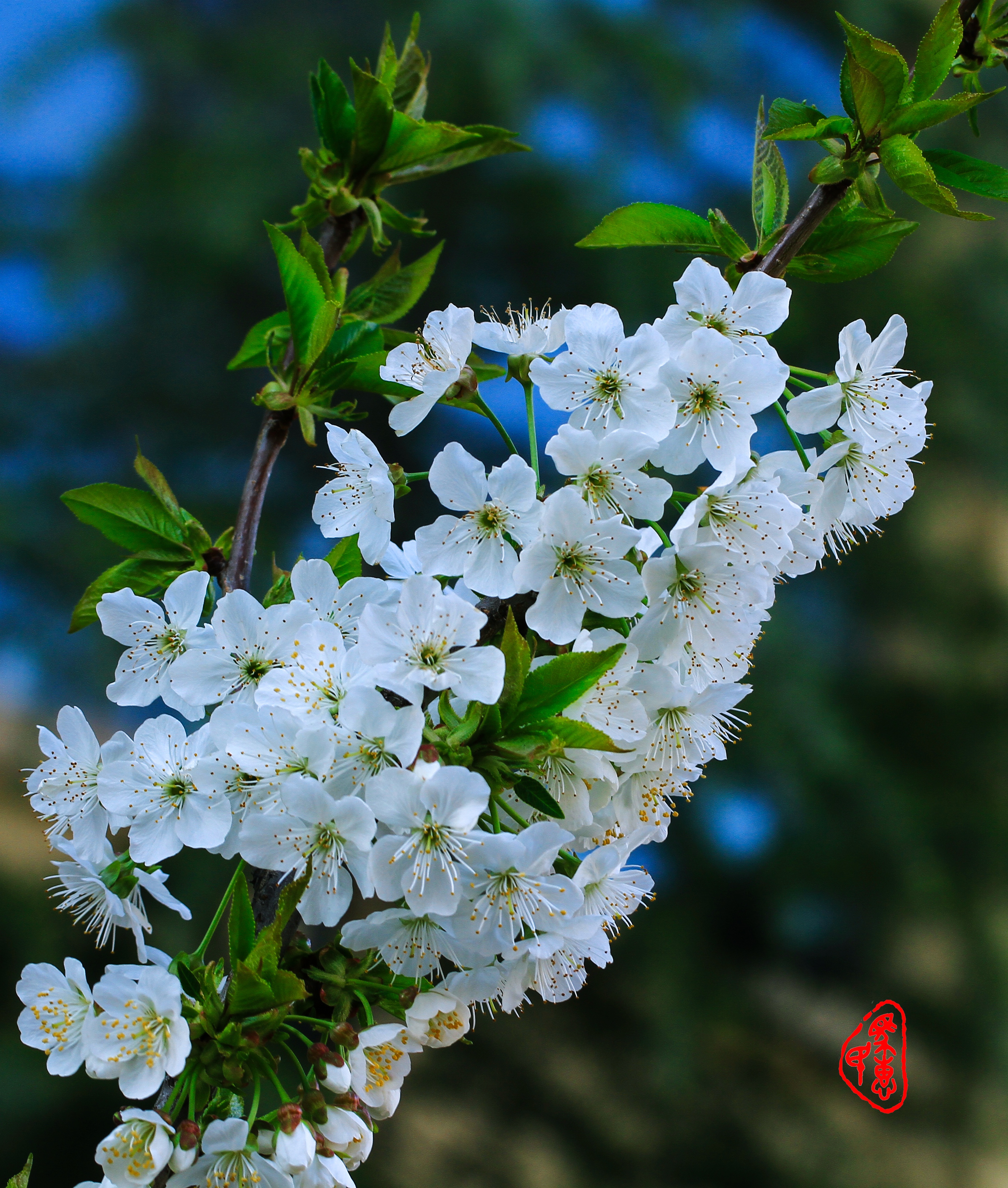 白花山碧桃