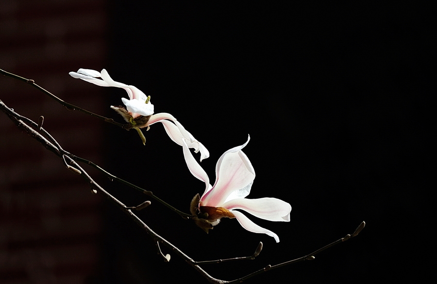 玉兰花开