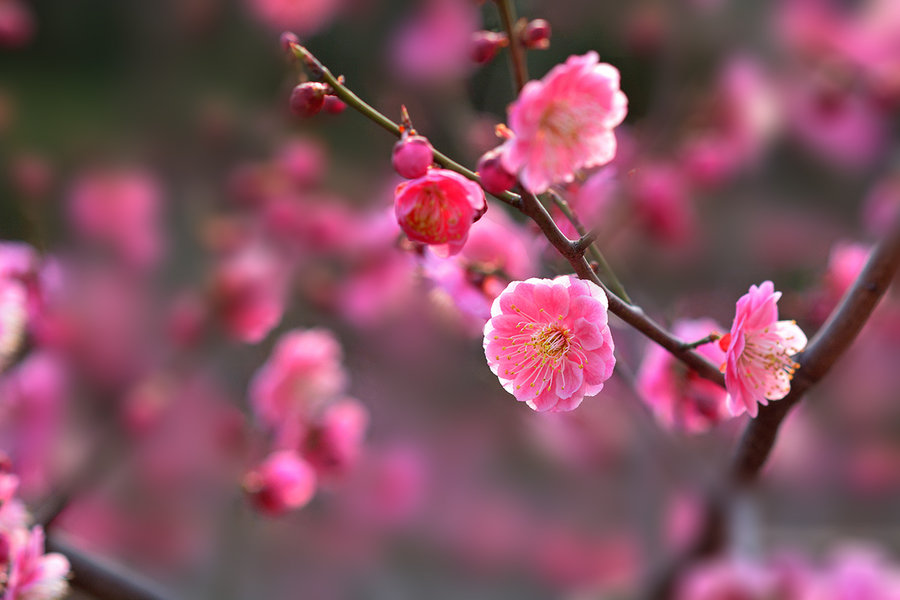 红梅花开