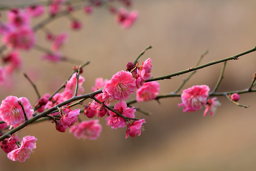 红梅花开