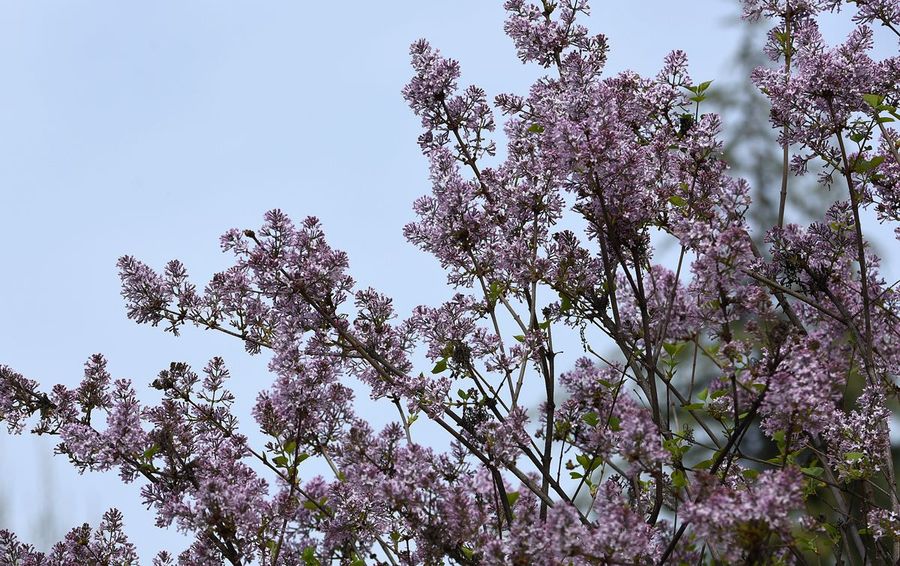 丁香花丁香像叶子图片