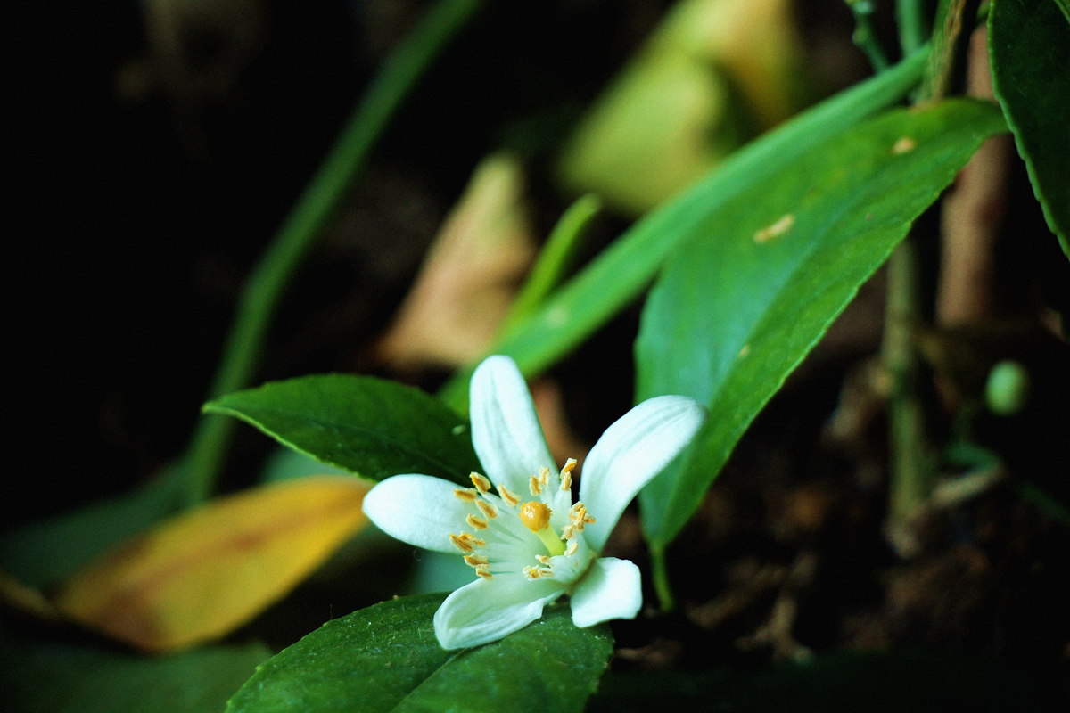 小花