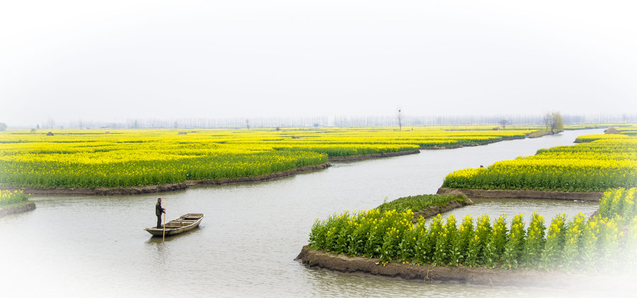 【兴化油菜花 溱州湿地摄影图片】生态摄影_太平洋电脑网摄影部落