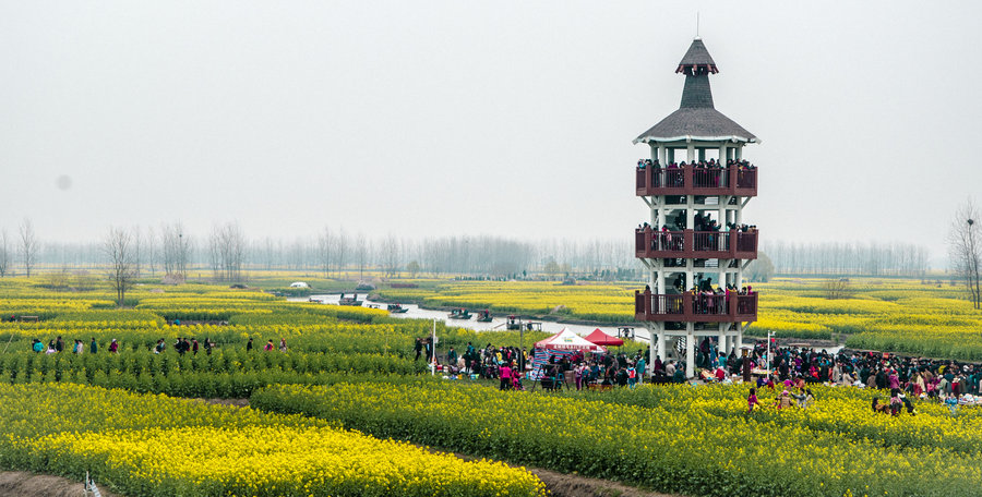 【兴化油菜花 溱州湿地摄影图片】生态摄影_太平洋电脑网摄影部落