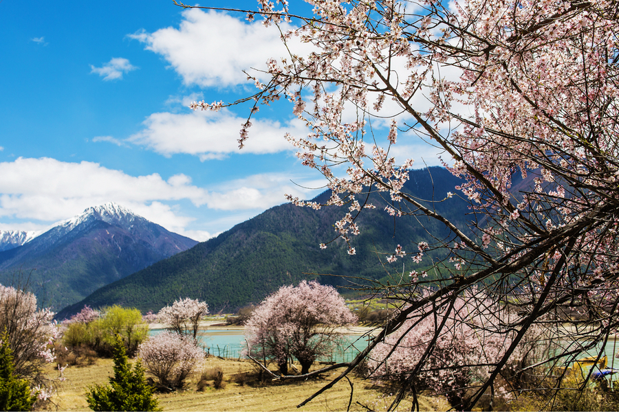 【西藏林芝的桃花开了摄影图片】风光旅游摄影