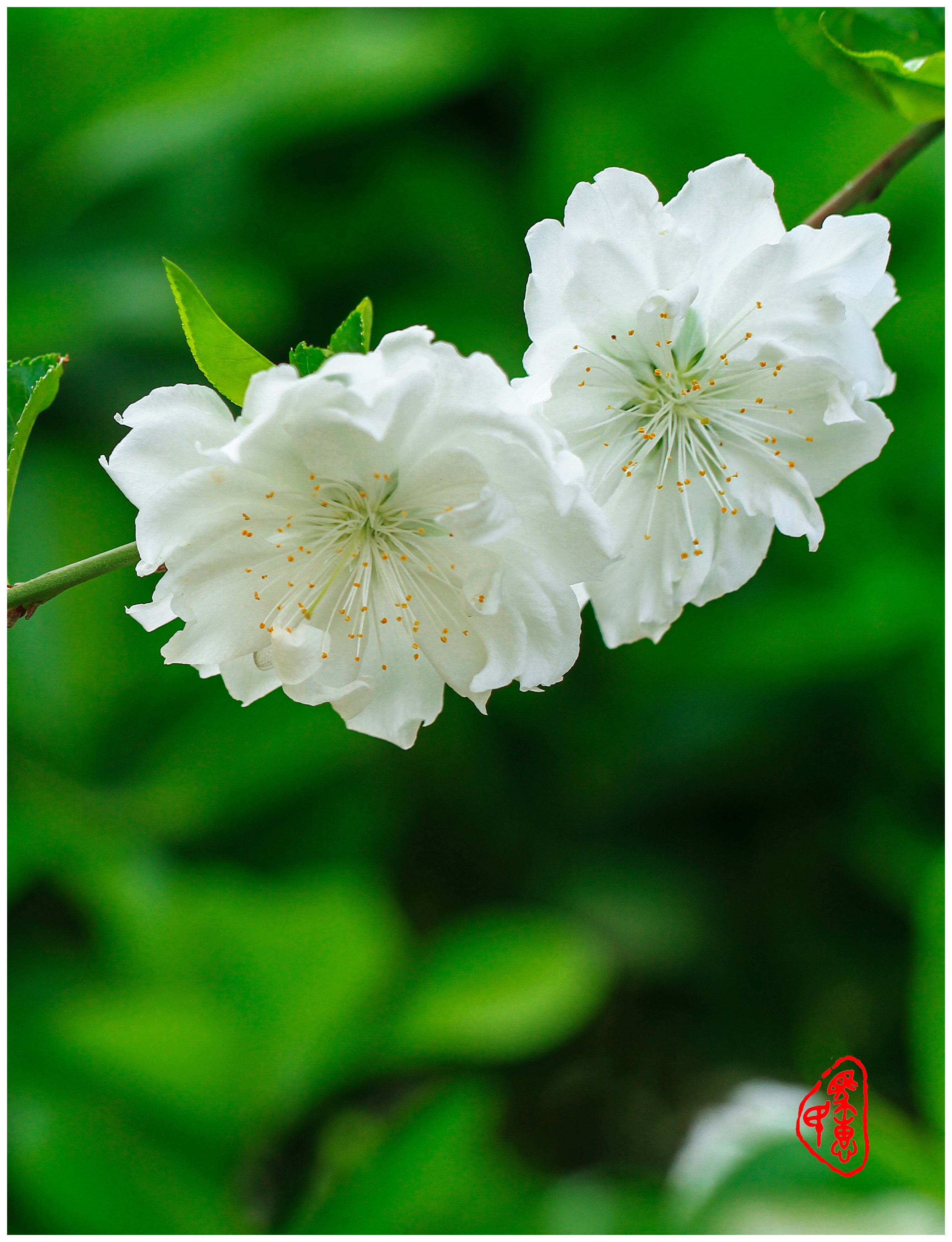 复瓣碧桃花