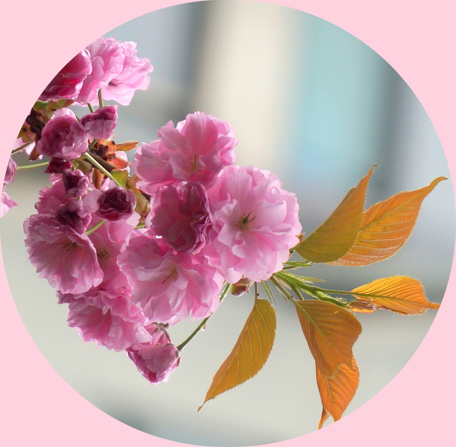 春雨樱花