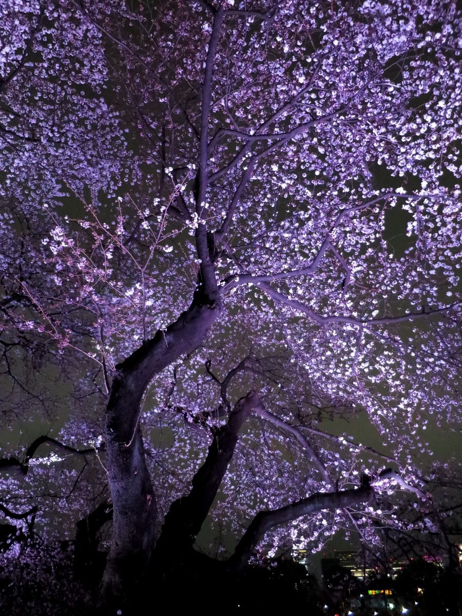 【东京夜樱花摄影图片】风光摄影