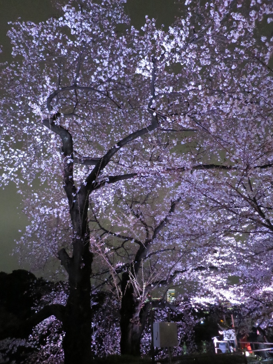 【东京夜樱花摄影图片】风光摄影