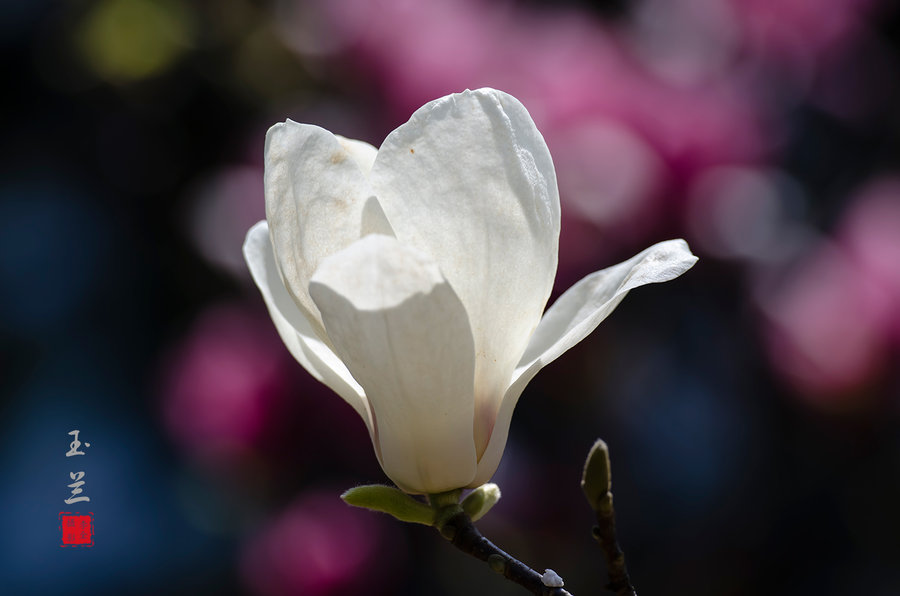 玉兰花