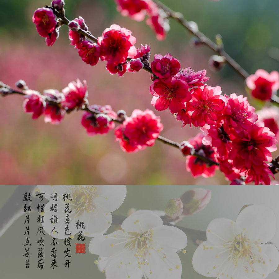 桃花