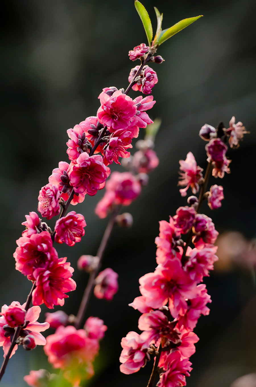 桃花